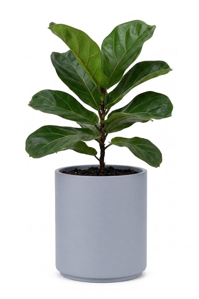 Daire Saksı 3 | 20 Cm